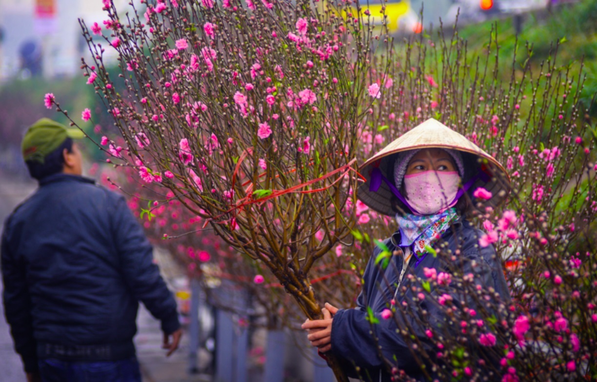 Chợ hoa Nhật Tân nổi bật với hoa đào hồng thắm