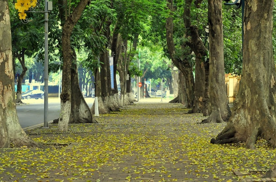 Mùa lá vàng rụng tại đường Phan Đình Phùng 
