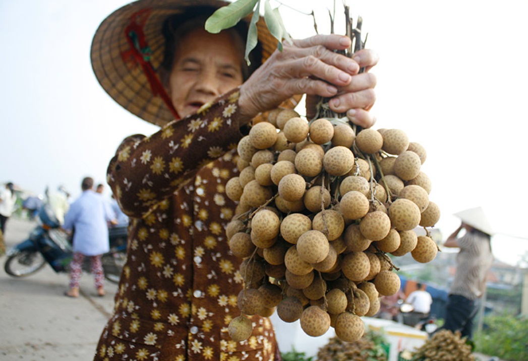 Nhãn lồng Hưng Yên được trồng chủ yếu ở xã Tân Hưng