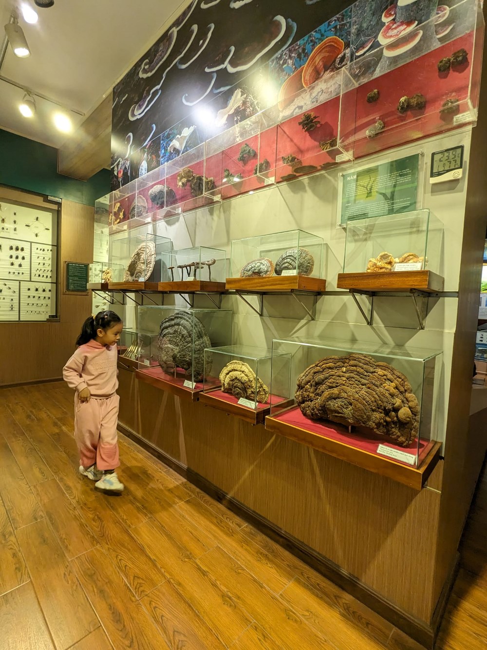 Khu côn trùng tại Bảo tàng thiên nhiên Việt Nam
